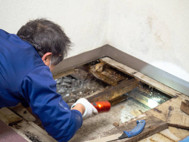Best Same-Day Mold Removal  in Faison, NC