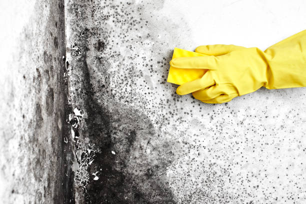 Best Mold Testing  in Faison, NC