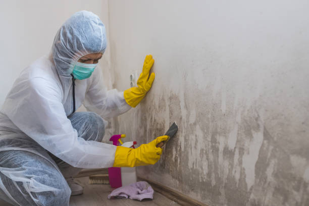 Best Mold Remediation  in Faison, NC