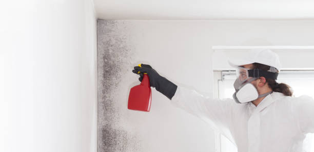 Trusted Faison, NC Mold Removal Experts