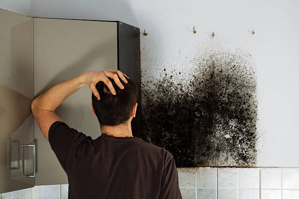 Best Local Mold Removal Service  in Faison, NC