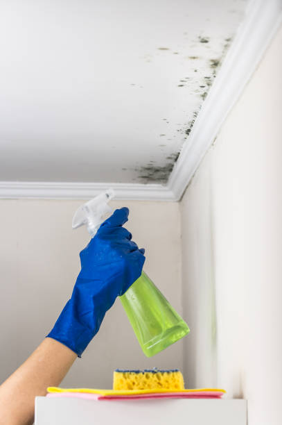 Best Home Mold Removal  in Faison, NC